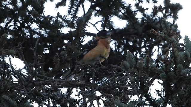 Black-headed Grosbeak - ML619697532