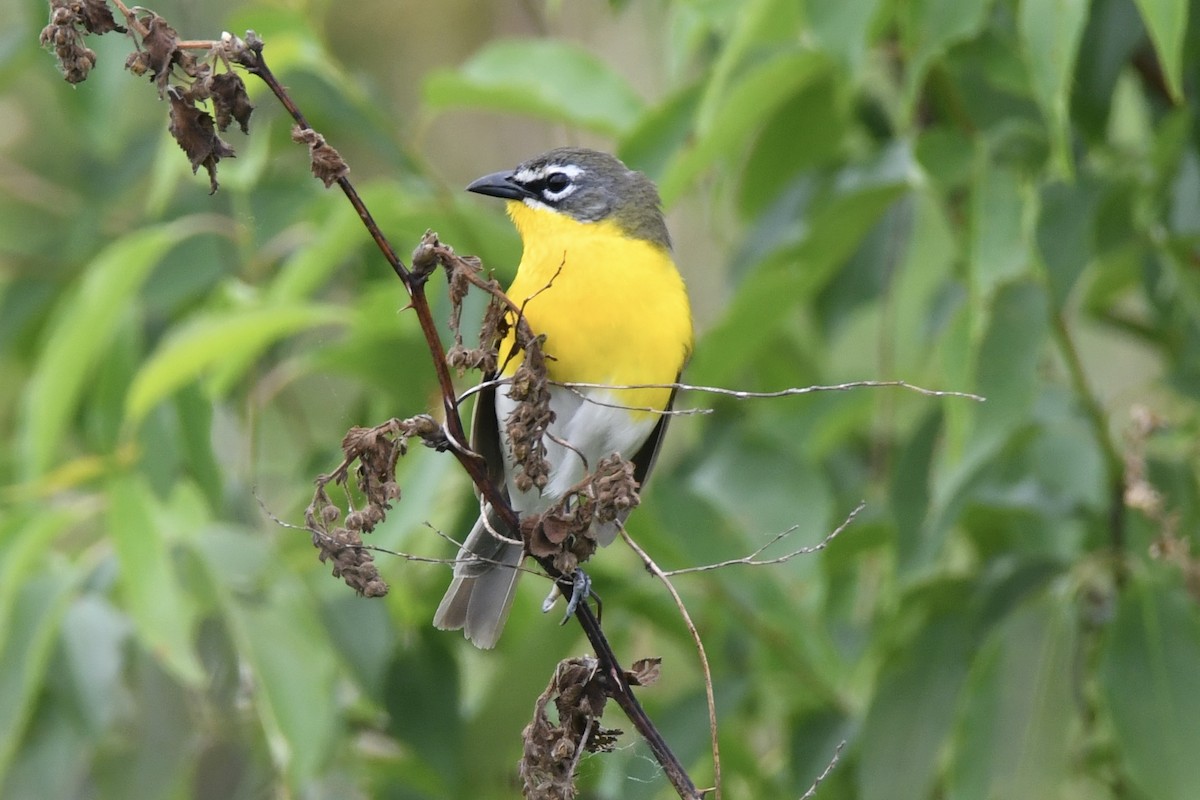 Yellow-breasted Chat - ML619697545