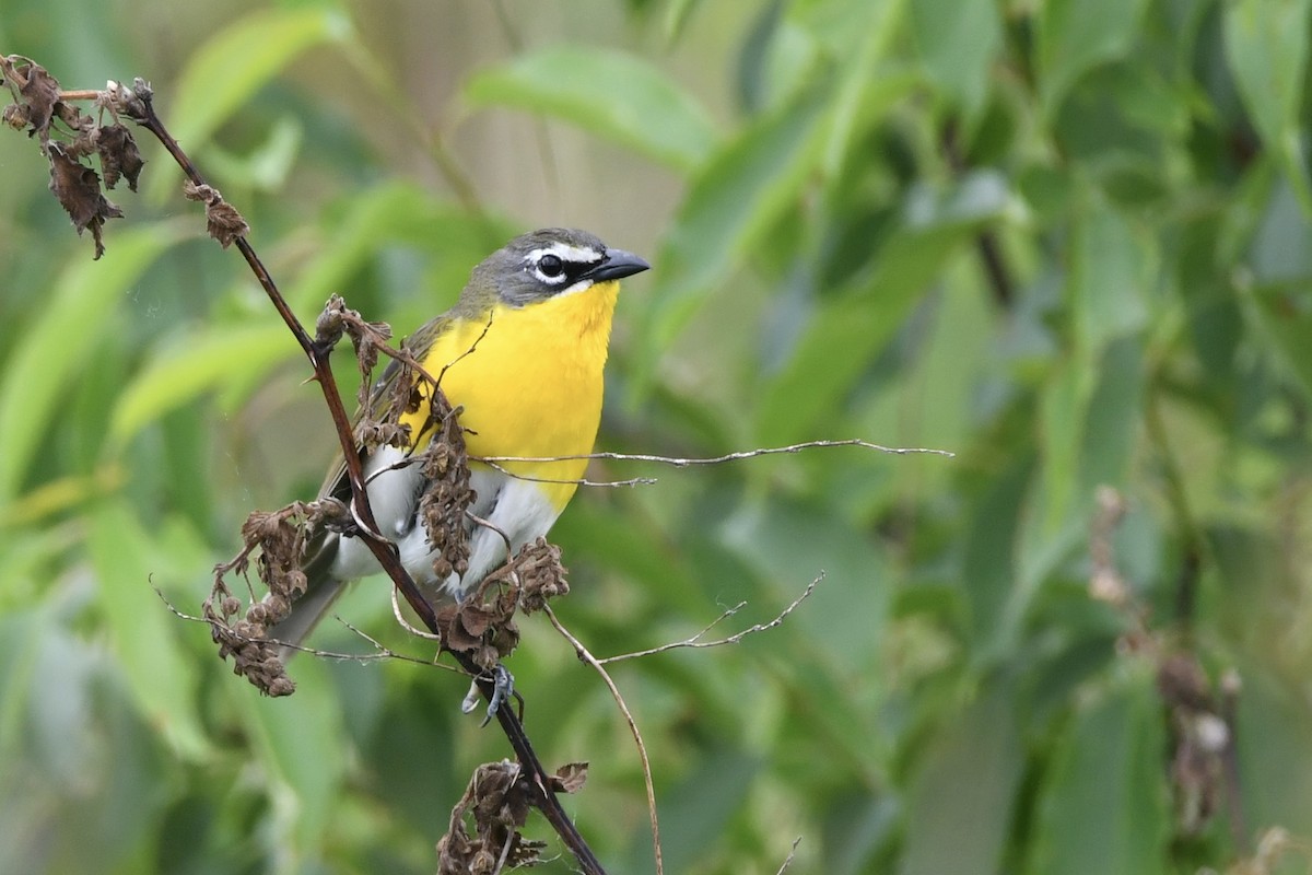 Yellow-breasted Chat - ML619697546