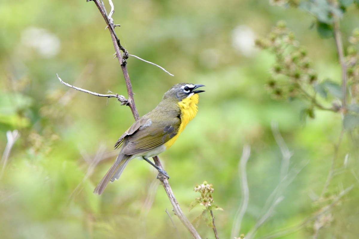 Yellow-breasted Chat - ML619697548