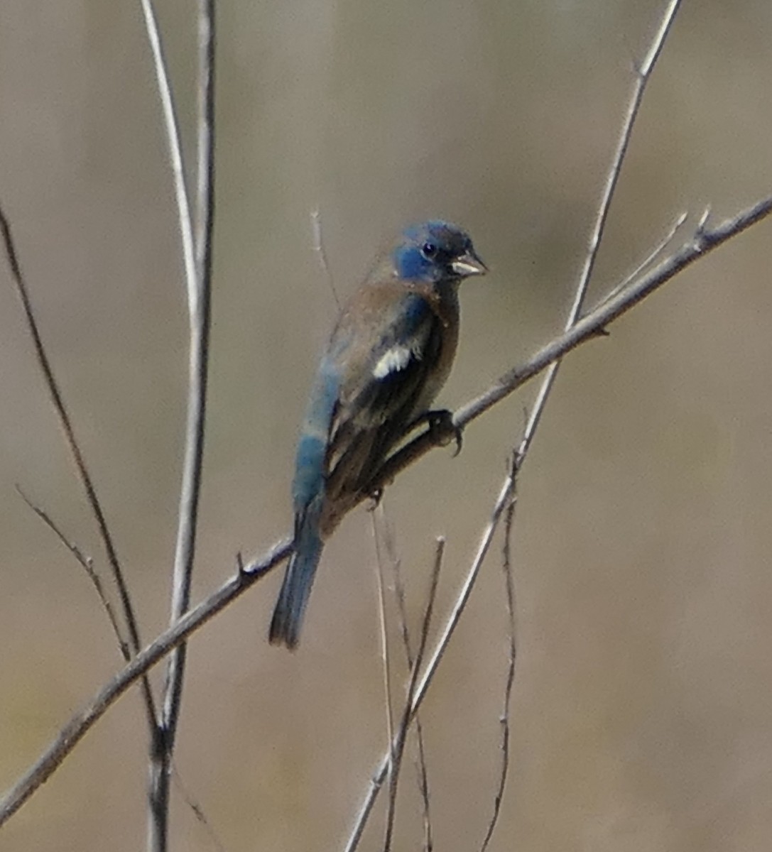 Lazuli Bunting - ML619697589