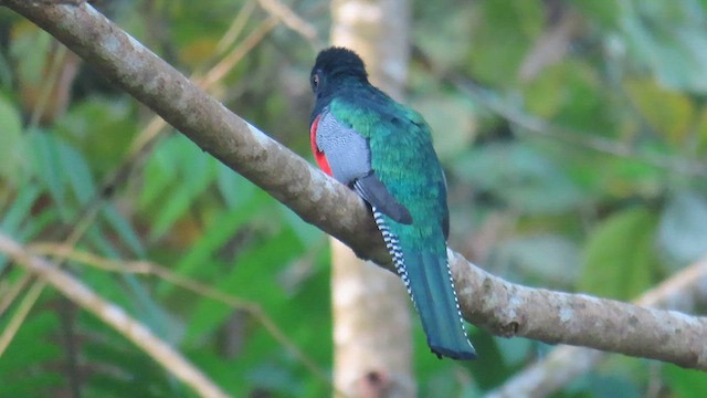 Collared Trogon - ML619697640