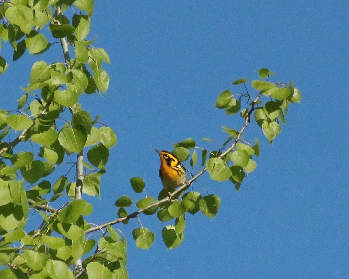 Blackburnian Warbler - ML619697643