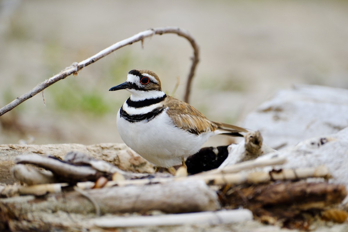 Killdeer - ML619697670