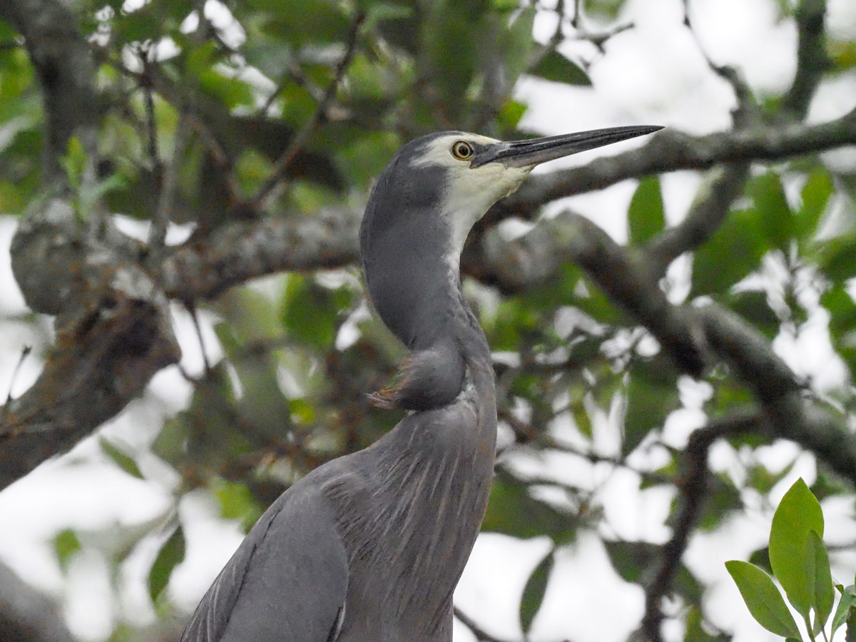 White-faced Heron - ML619697682