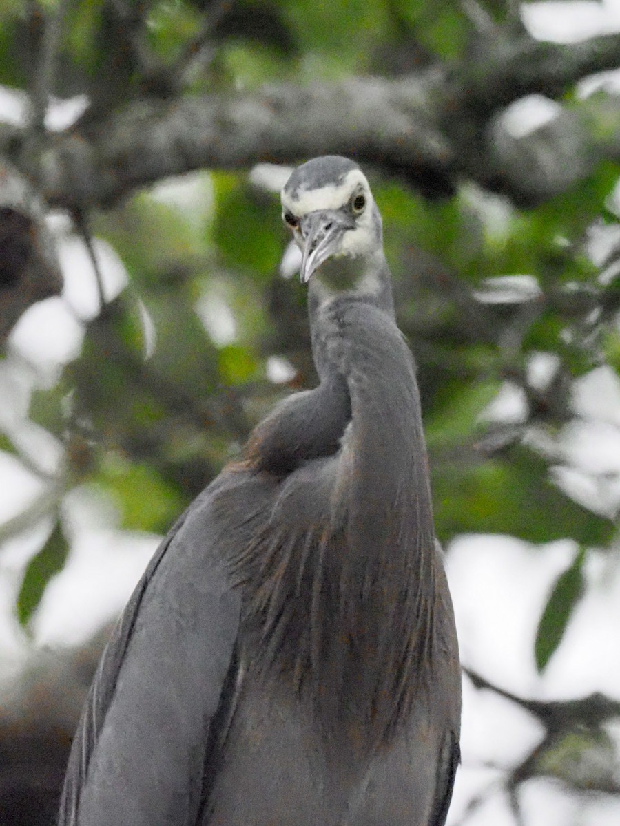 White-faced Heron - ML619697683