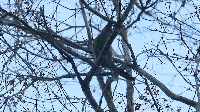 Groove-billed Toucanet - ML619697693