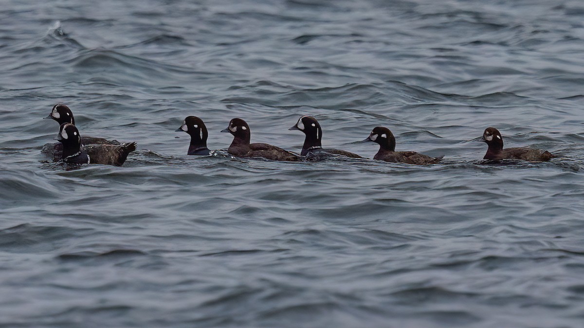 Harlequin Duck - Laval Roy