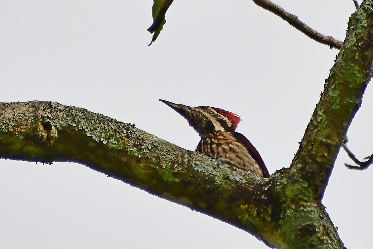 Red-backed Flameback - ML619697718