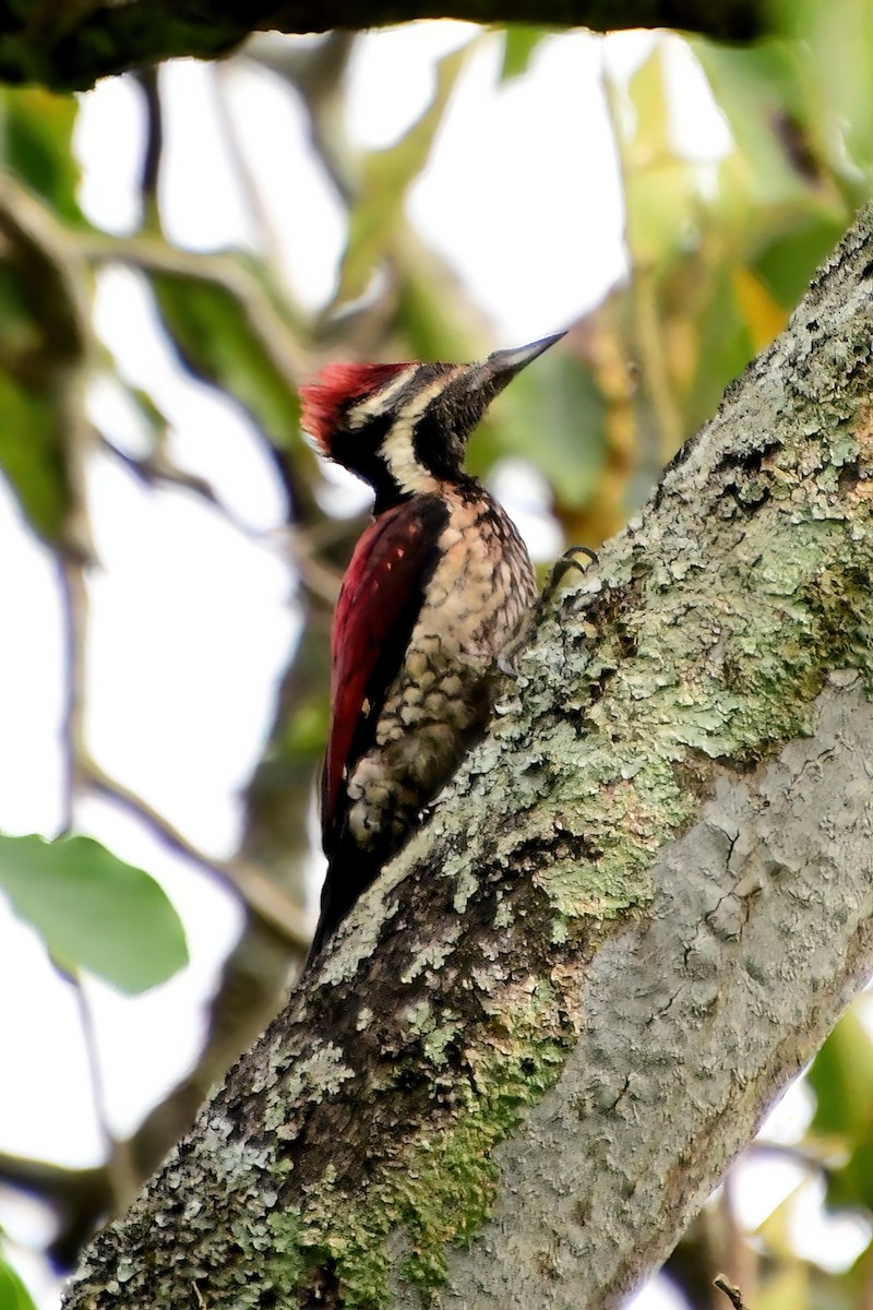 Red-backed Flameback - ML619697719