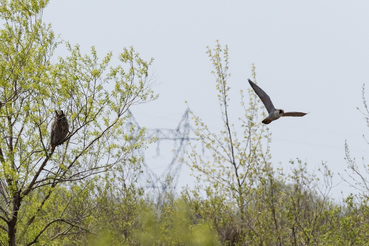 Peregrine Falcon - ML619697721