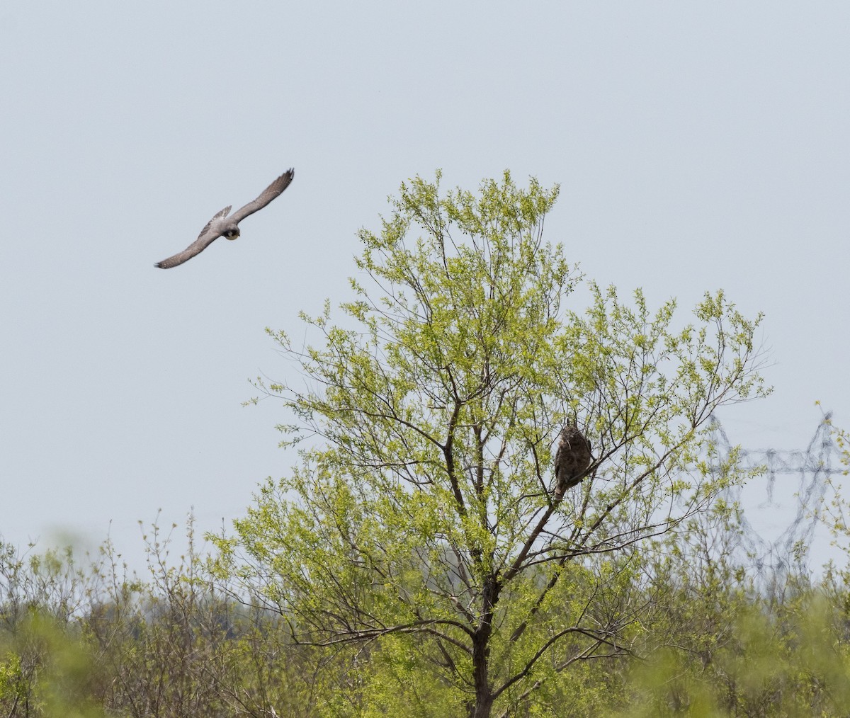 Peregrine Falcon - ML619697722