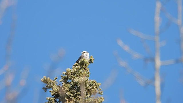 Canada Jay - ML619697744