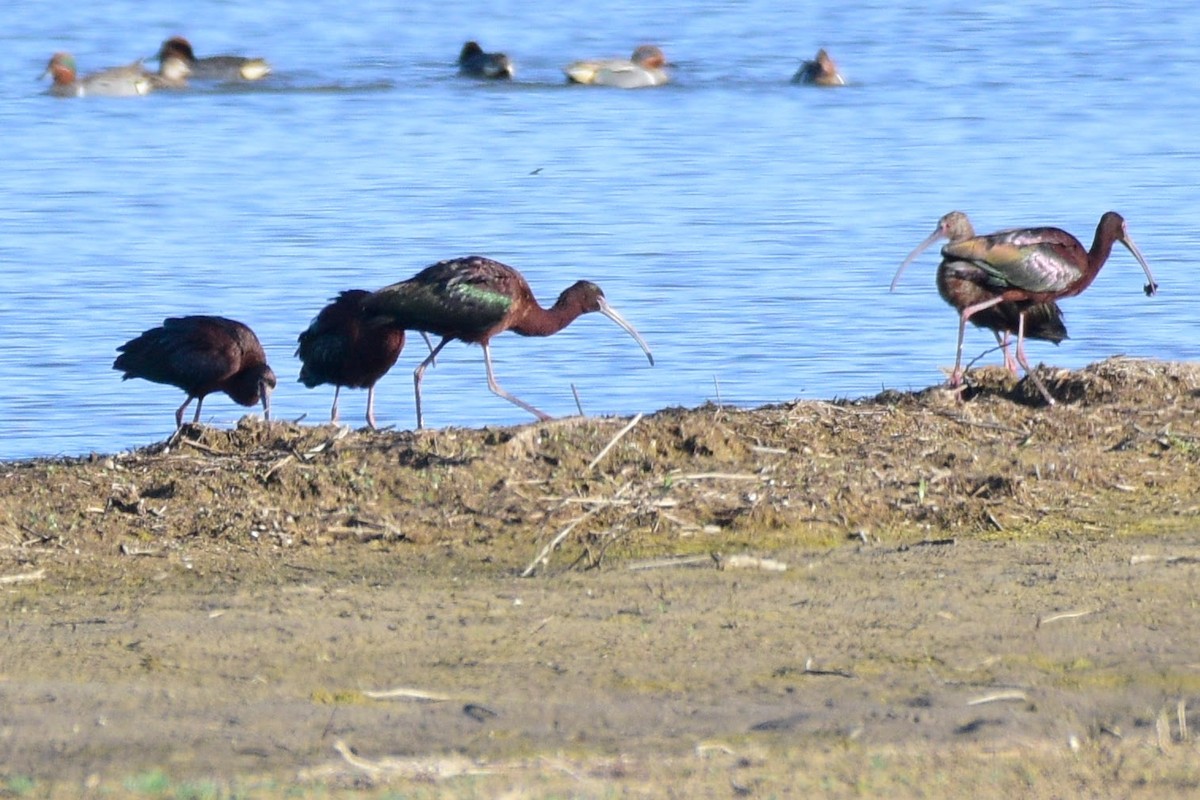 ibis hnědý x americký (hybrid) - ML619697750