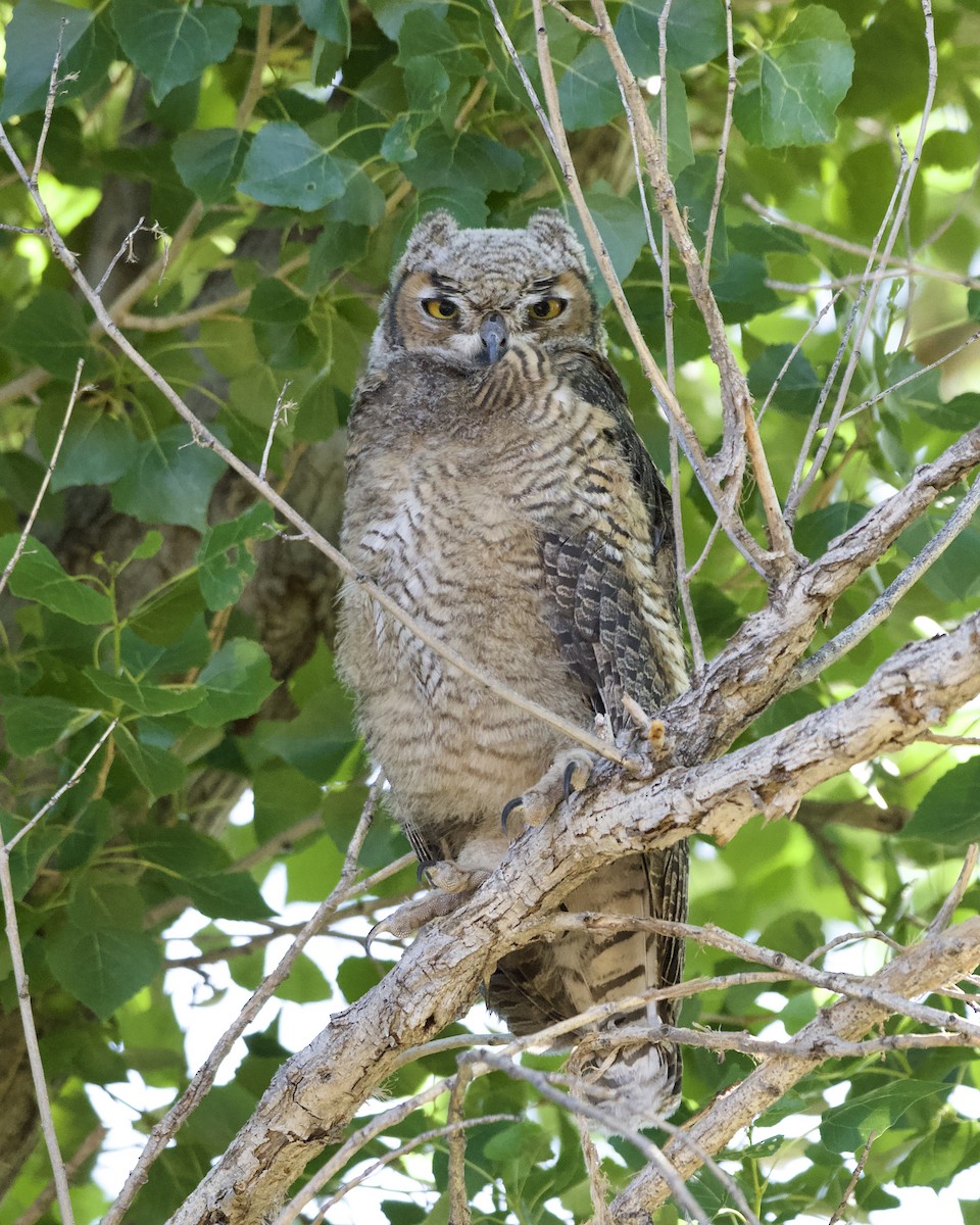 Great Horned Owl - ML619697768