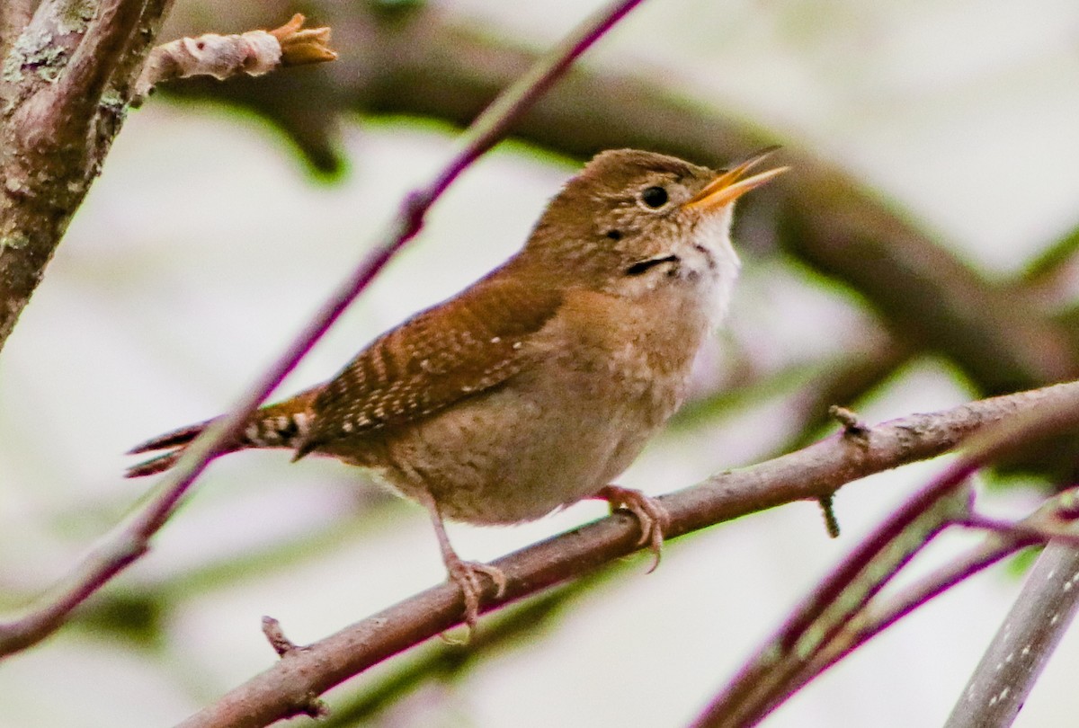 House Wren - ML619697800