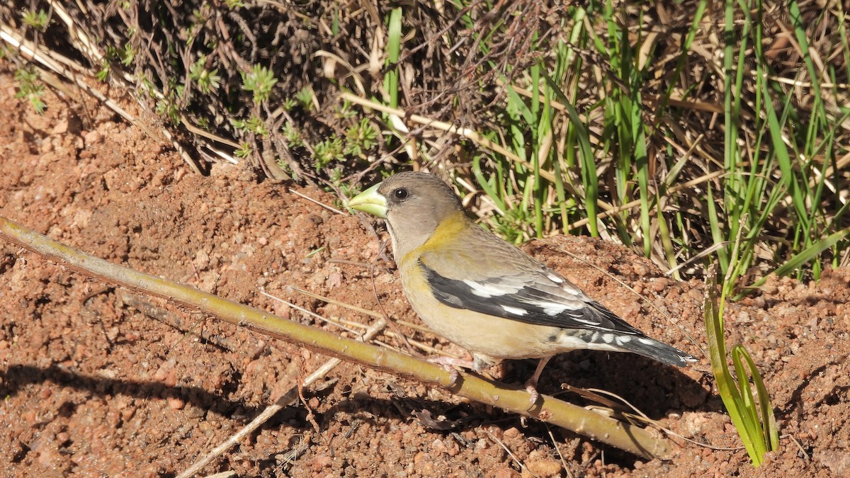 Evening Grosbeak - ML619697827