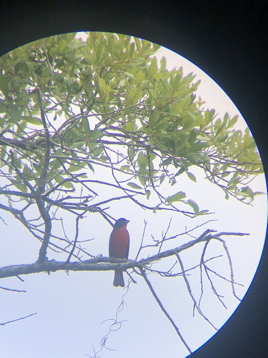 Painted Bunting - ML619697845
