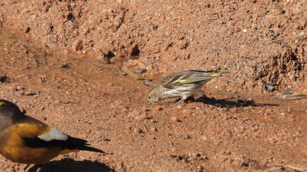 Pine Siskin - ML619697857