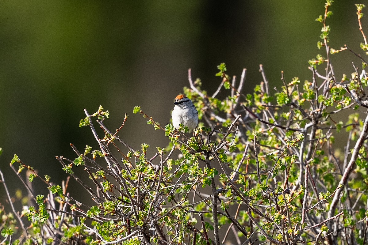 Chipping Sparrow - ML619697863