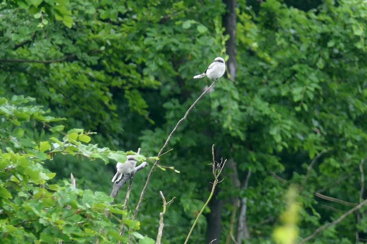 Great Gray Shrike - ML619697867