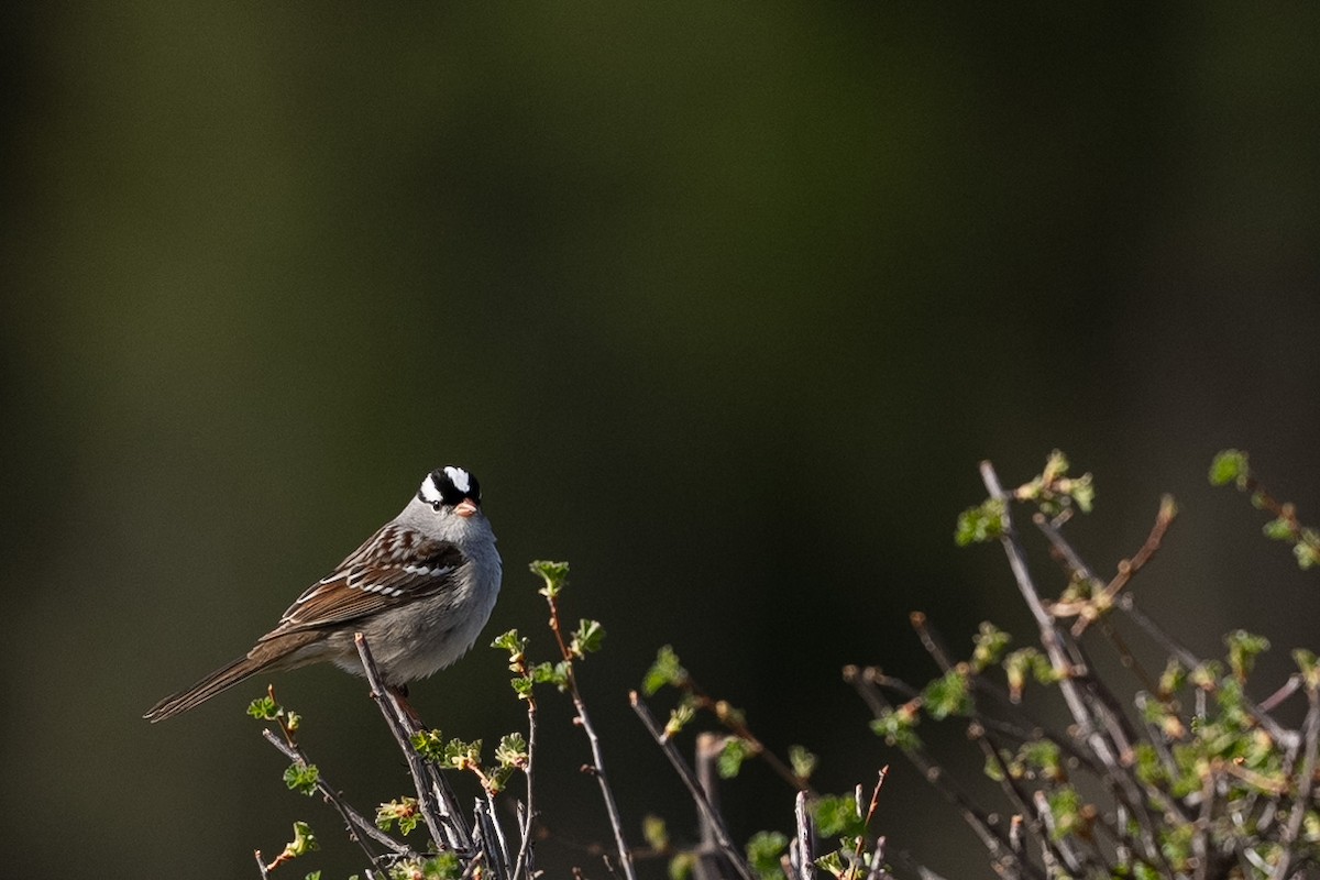 White-crowned Sparrow - ML619697872