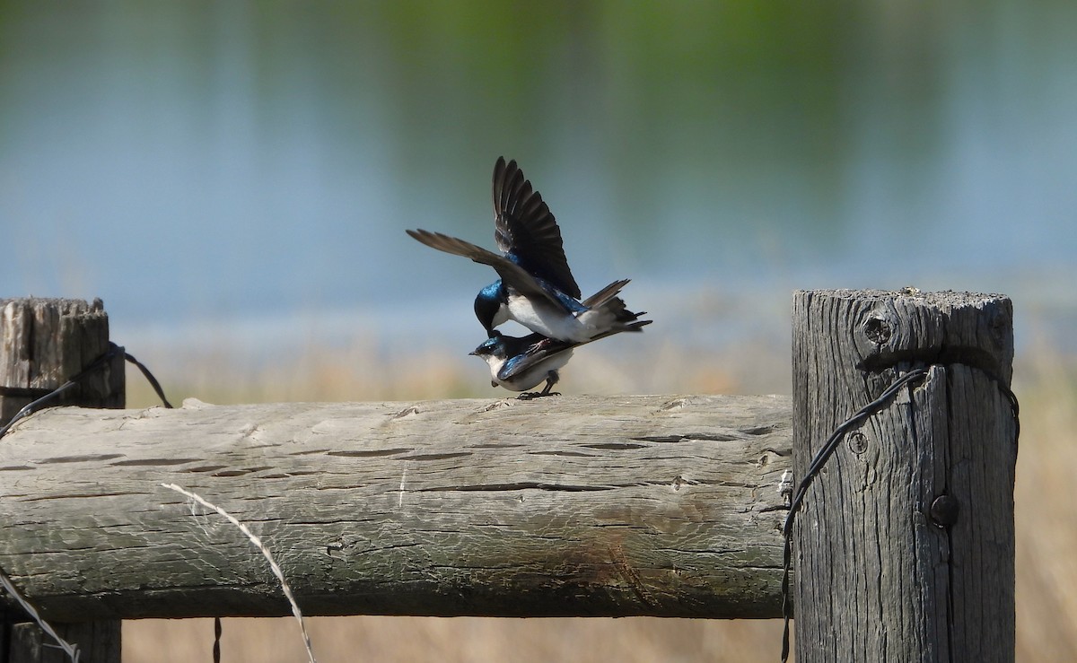 Tree Swallow - ML619697881