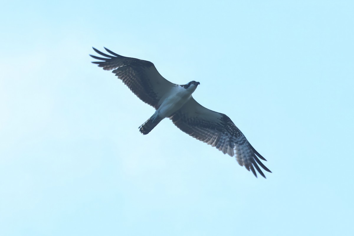 Águila Pescadora - ML619697895