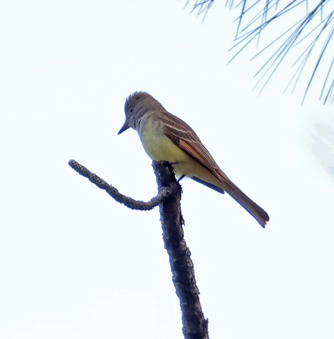 Great Crested Flycatcher - ML619697898
