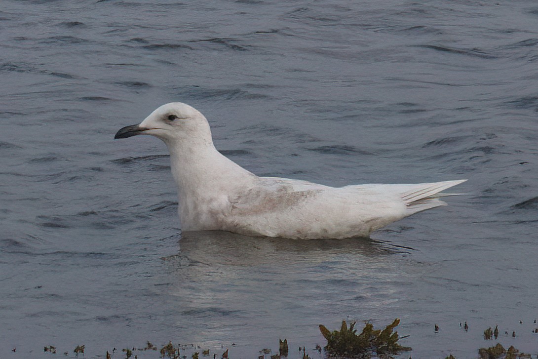 Gaviota Groenlandesa - ML619697901