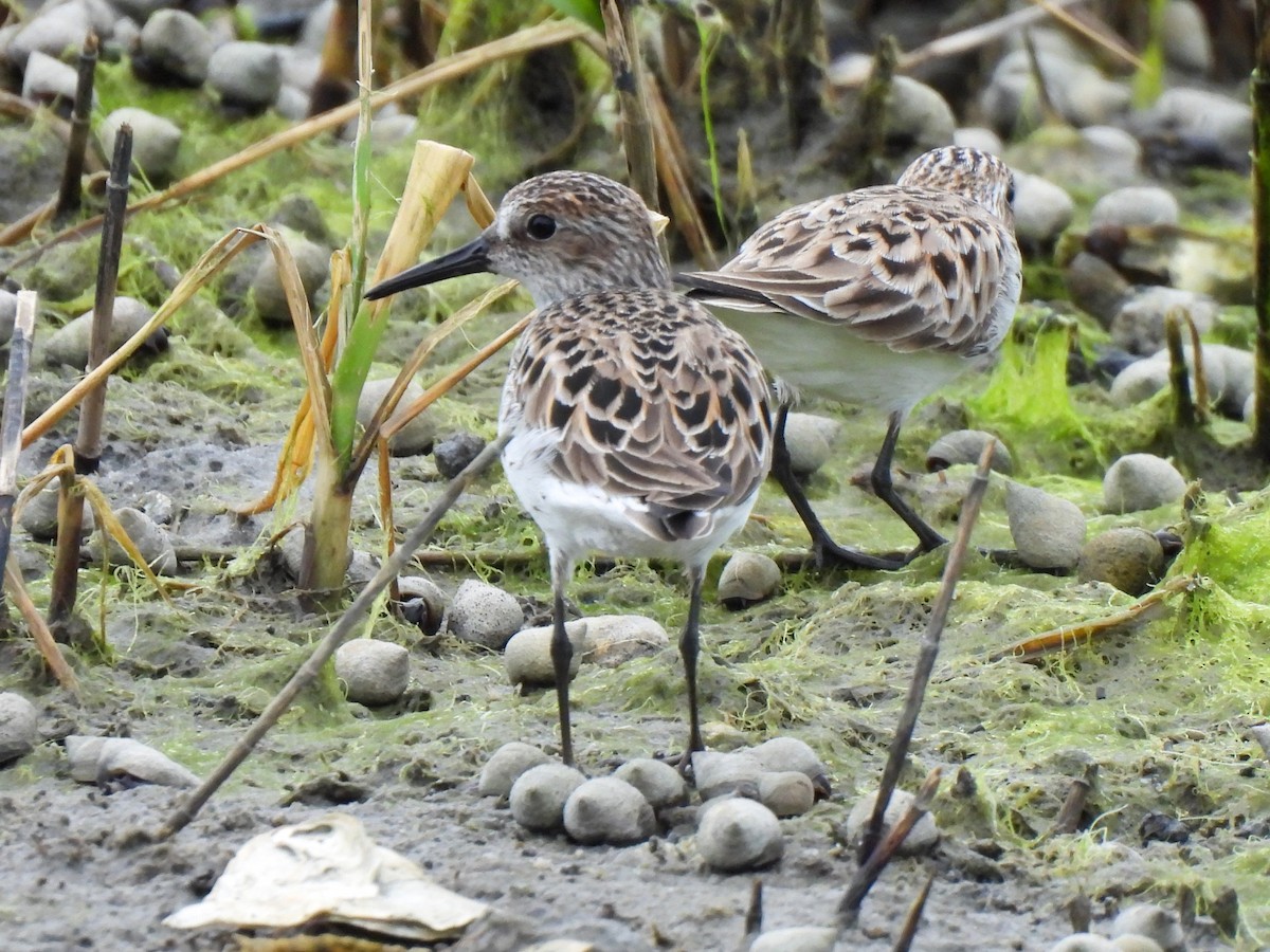 Semipalmated Sandpiper - ML619697907