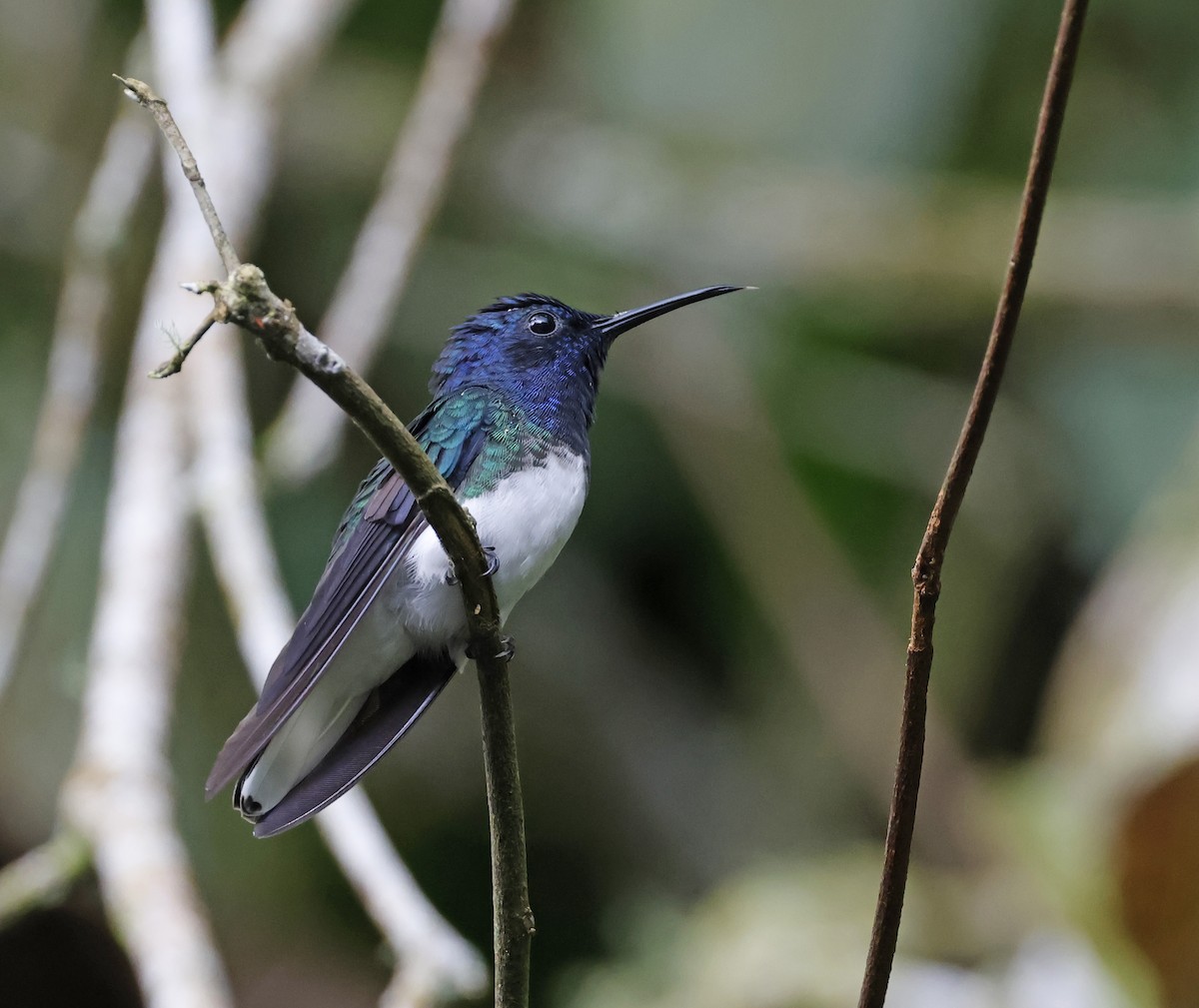 White-necked Jacobin - ML619697913