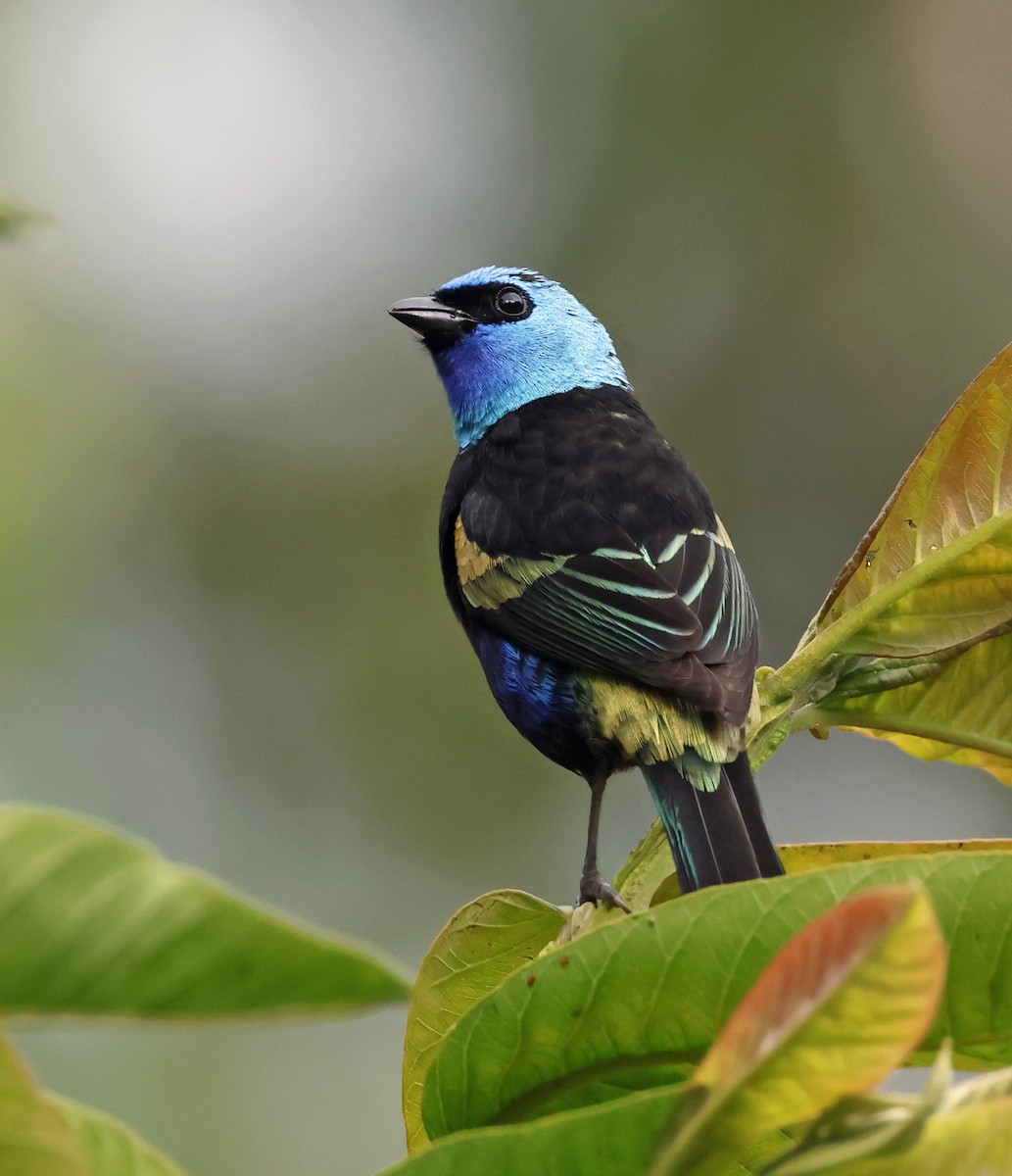 Blue-necked Tanager - ML619697921