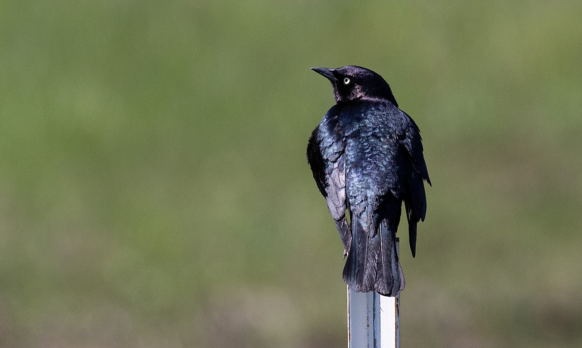 Brewer's Blackbird - Brad Argue