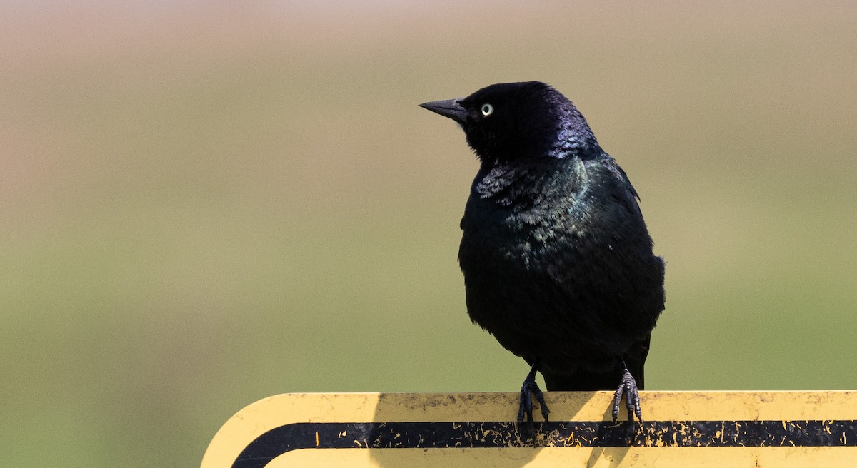 Brewer's Blackbird - Brad Argue