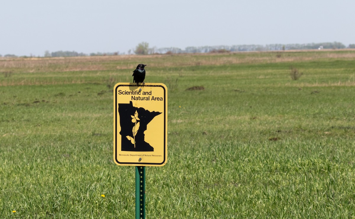 Brewer's Blackbird - Brad Argue