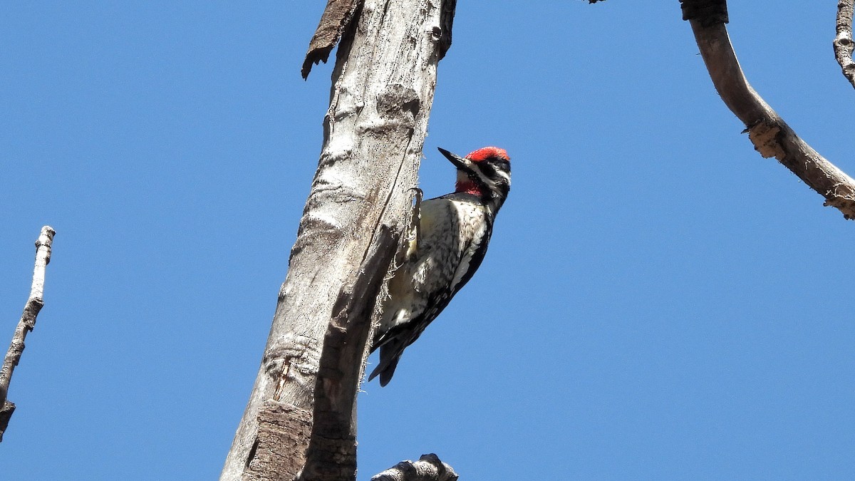 Red-naped Sapsucker - ML619697936