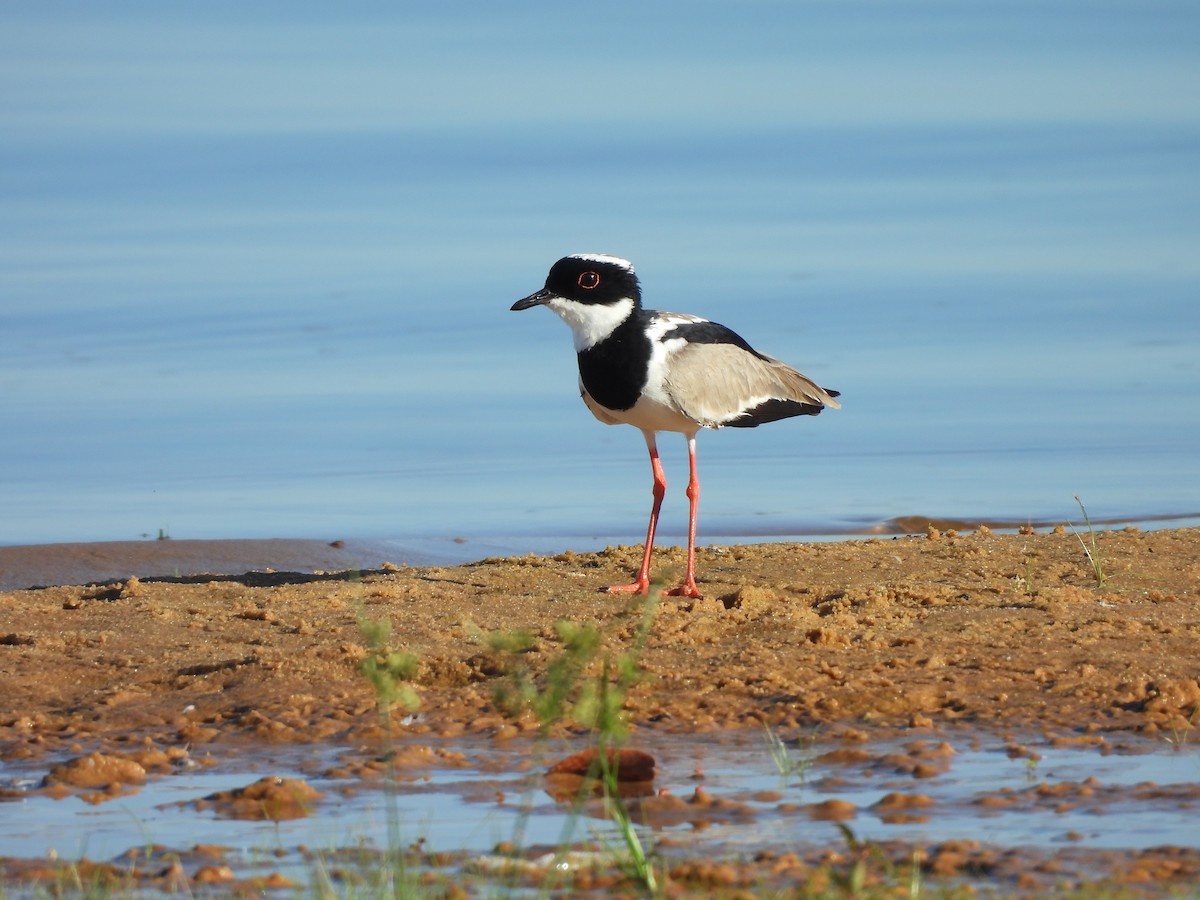 Pied Plover - ML619697940