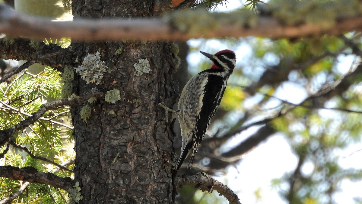 Red-naped Sapsucker - ML619697941