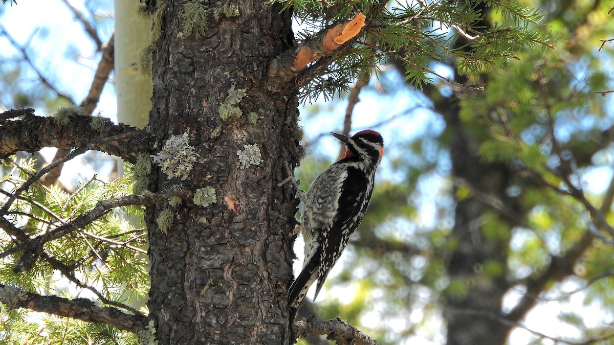 Red-naped Sapsucker - ML619697943