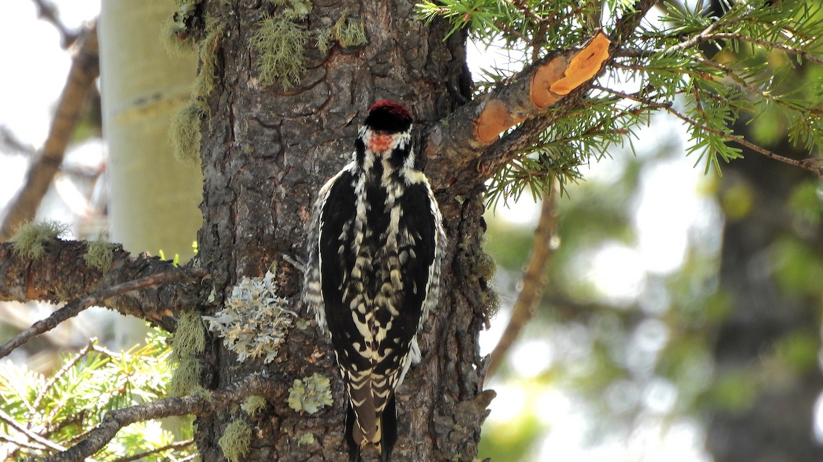 Red-naped Sapsucker - Travis Young