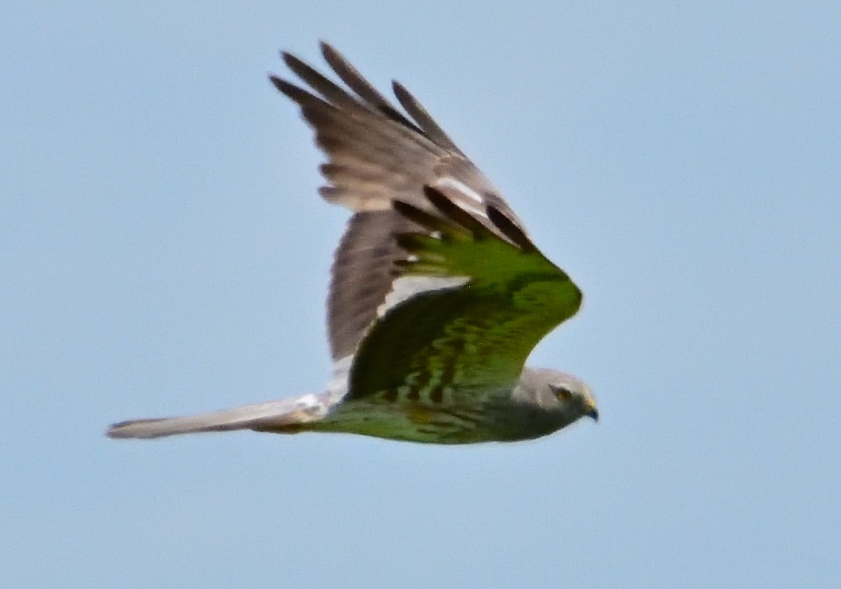 Montagu's Harrier - ML619697946