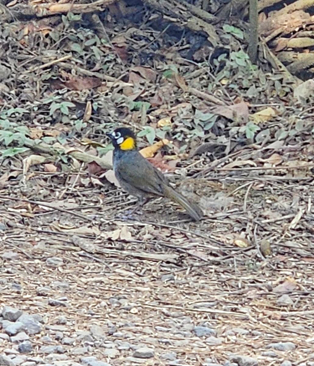 White-eared Ground-Sparrow - ML619697947