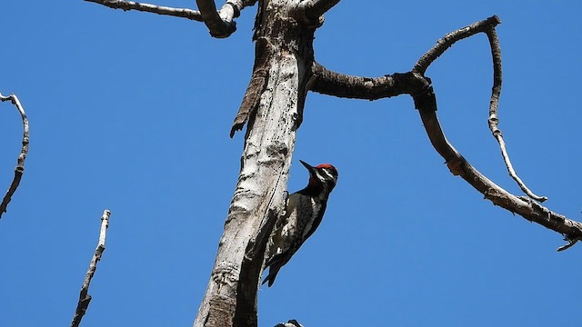 Red-naped Sapsucker - ML619697948