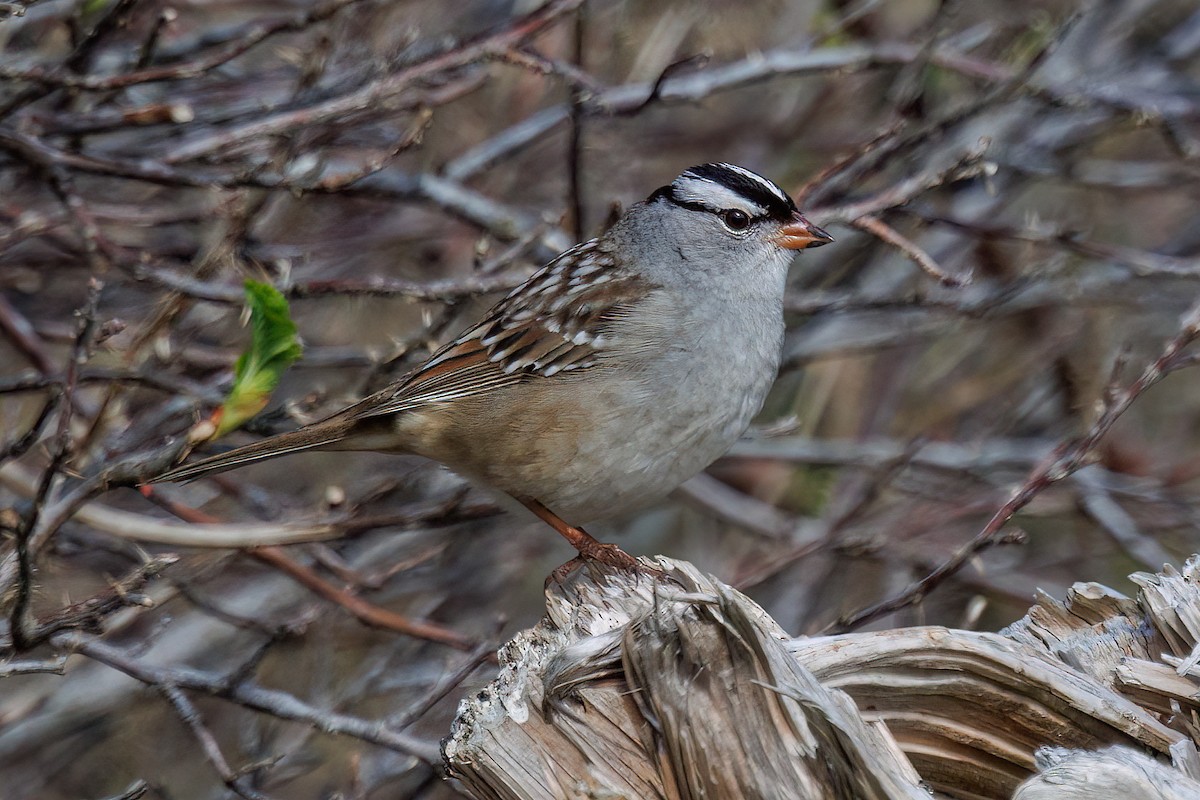 White-crowned Sparrow - ML619697994