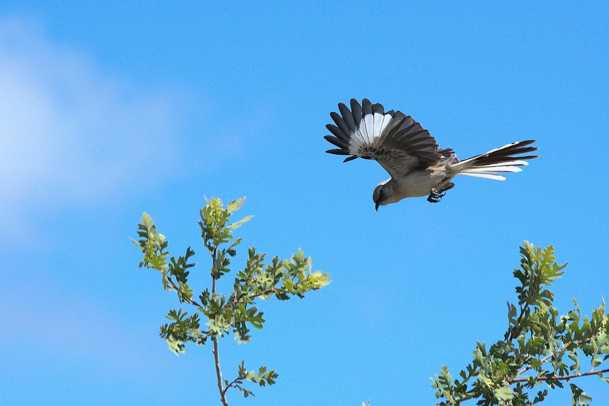 Northern Mockingbird - ML619697995