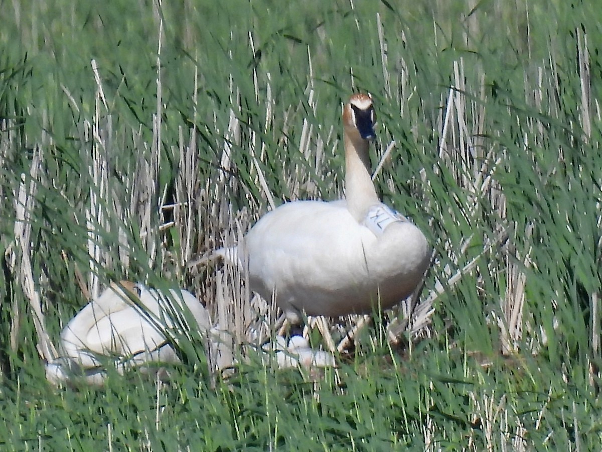 Trumpeter Swan - ML619697999