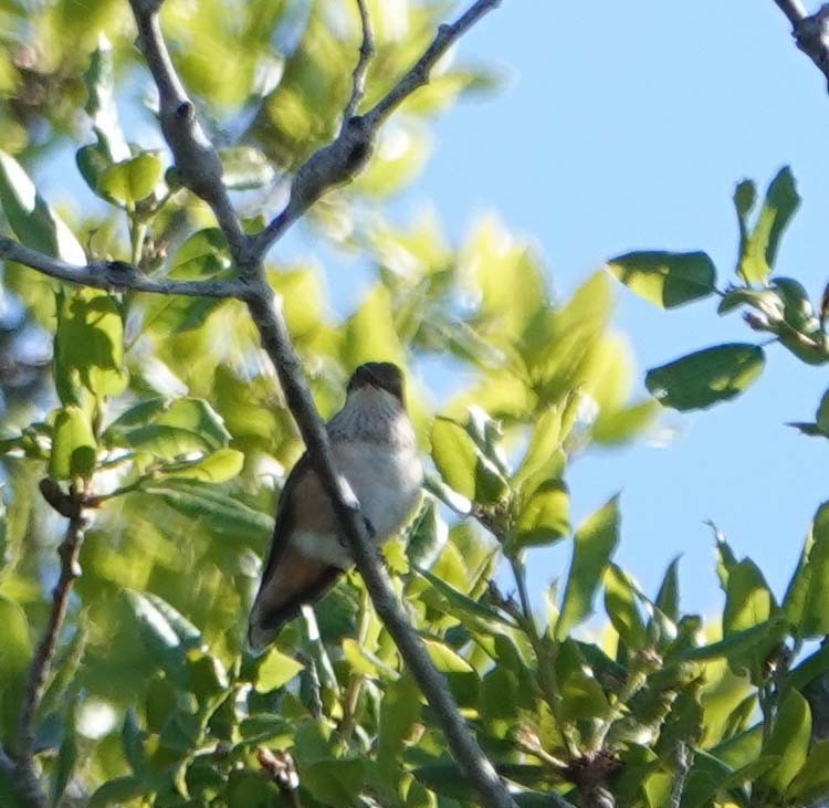 Allen's Hummingbird - ML619698002