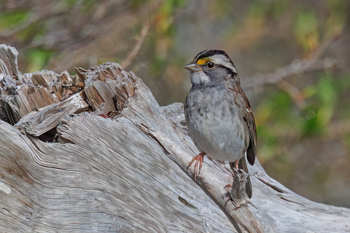 White-throated Sparrow - ML619698006