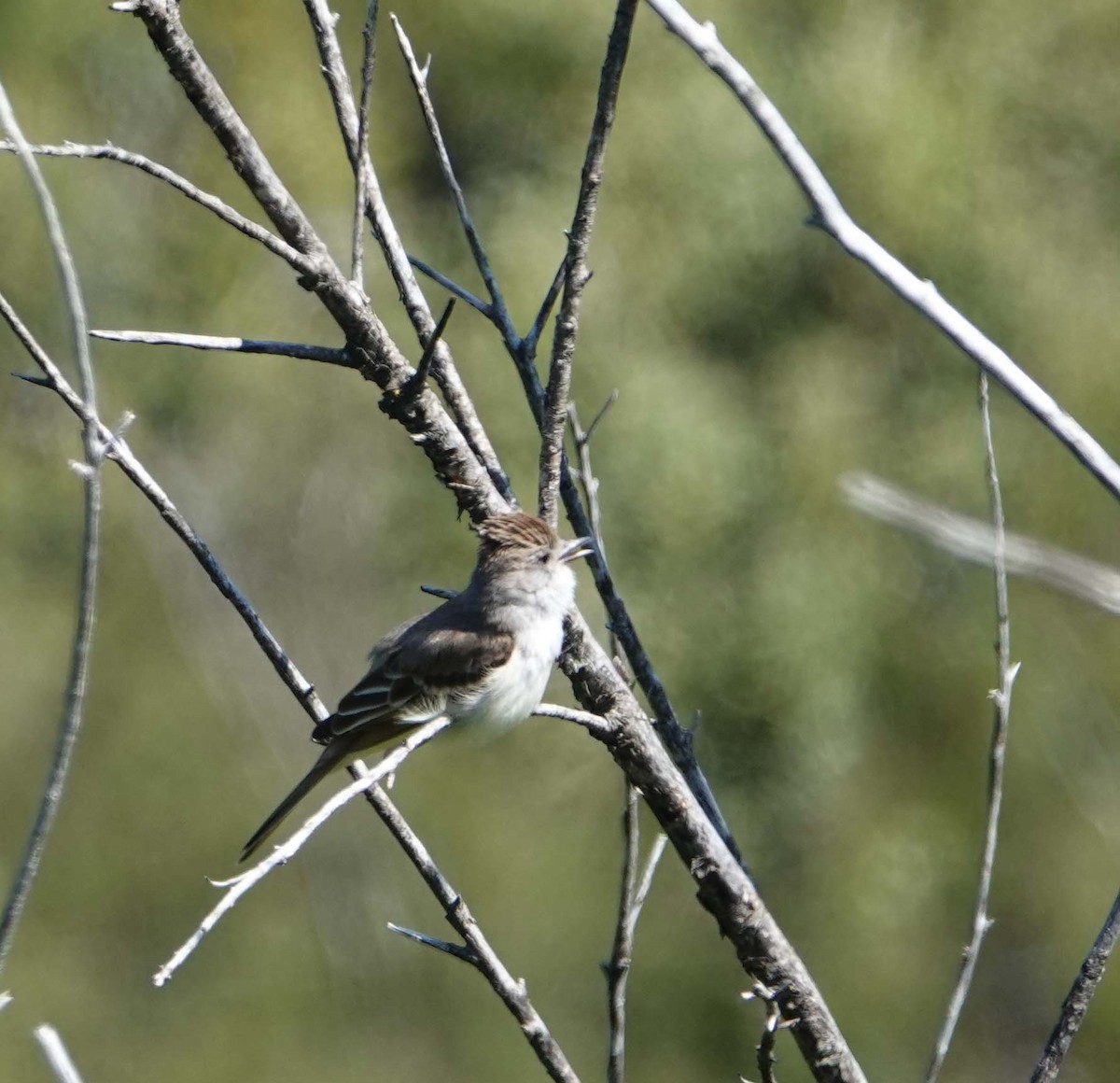 Ash-throated Flycatcher - ML619698018